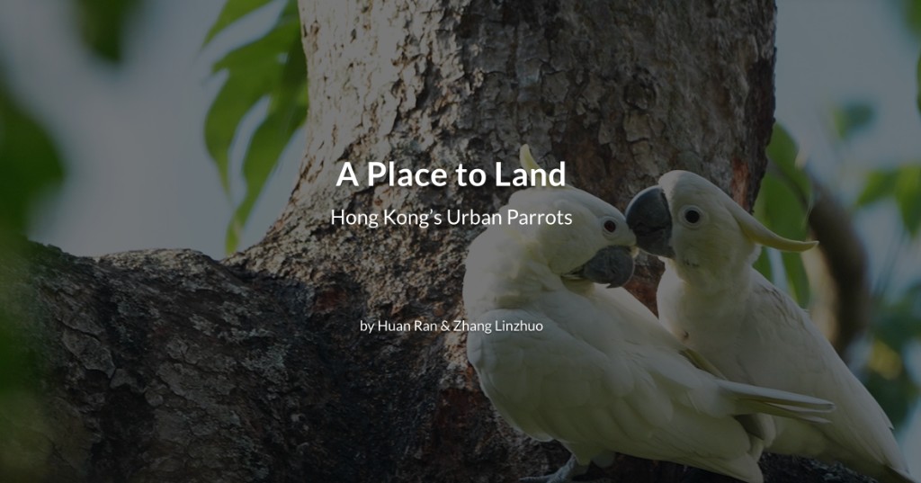 香港濒危物种小葵花鹦鹉纪录片 A Place to Land